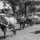 -- Stockyards --