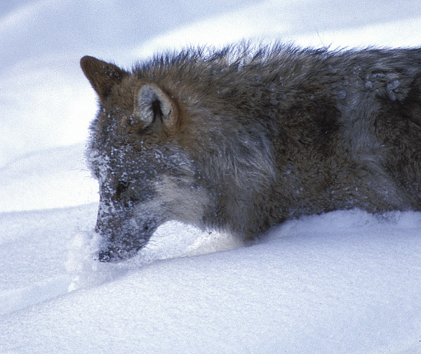 Stöbern im Schnee