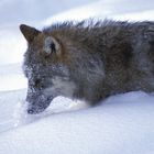 Stöbern im Schnee