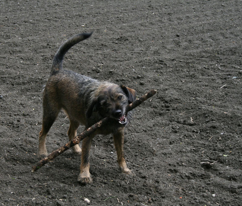 Stöckchen