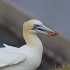 Stöckchen geholt