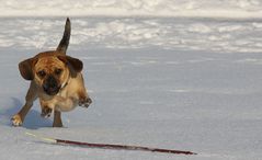 Stöckchen holen im Schnee.........