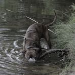 Stöcke im Wasser ausgraben ;-)