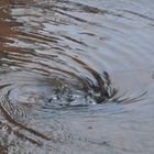 Stöpsel raus: hier läuft das ganze Wasser ab