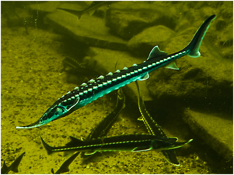 StörBabys in einem Teich bei "NaturaGard" / Riesenbeck Foto & Bild