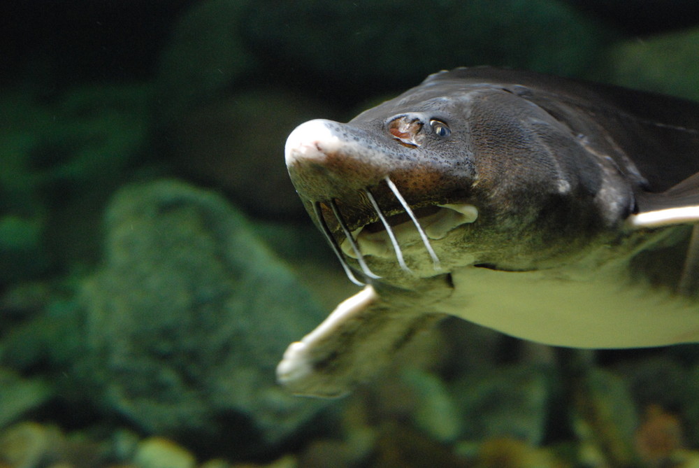 Stör im Aquarium Foto & Bild tiere, natur Bilder auf