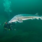 Stör im Taucherkessel Löbejün 