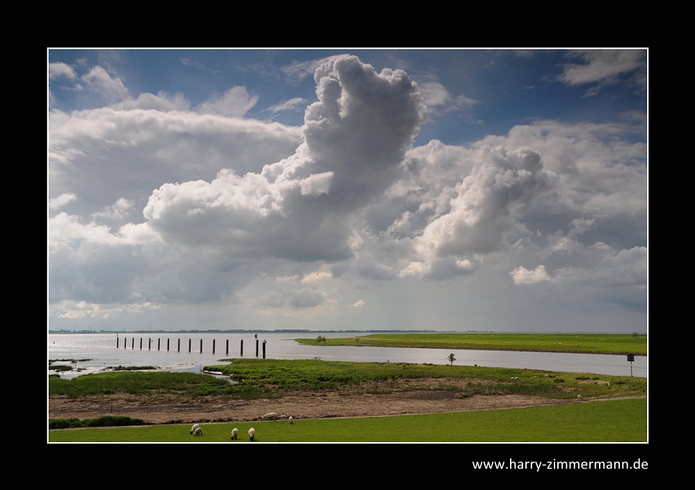 Stör in die Elbe