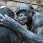 "Stör uns nicht" - Bonobos im Frankfurter Zoo bei der Fellpflege