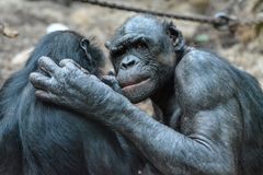 "Stör uns nicht" - Bonobos im Frankfurter Zoo bei der Fellpflege