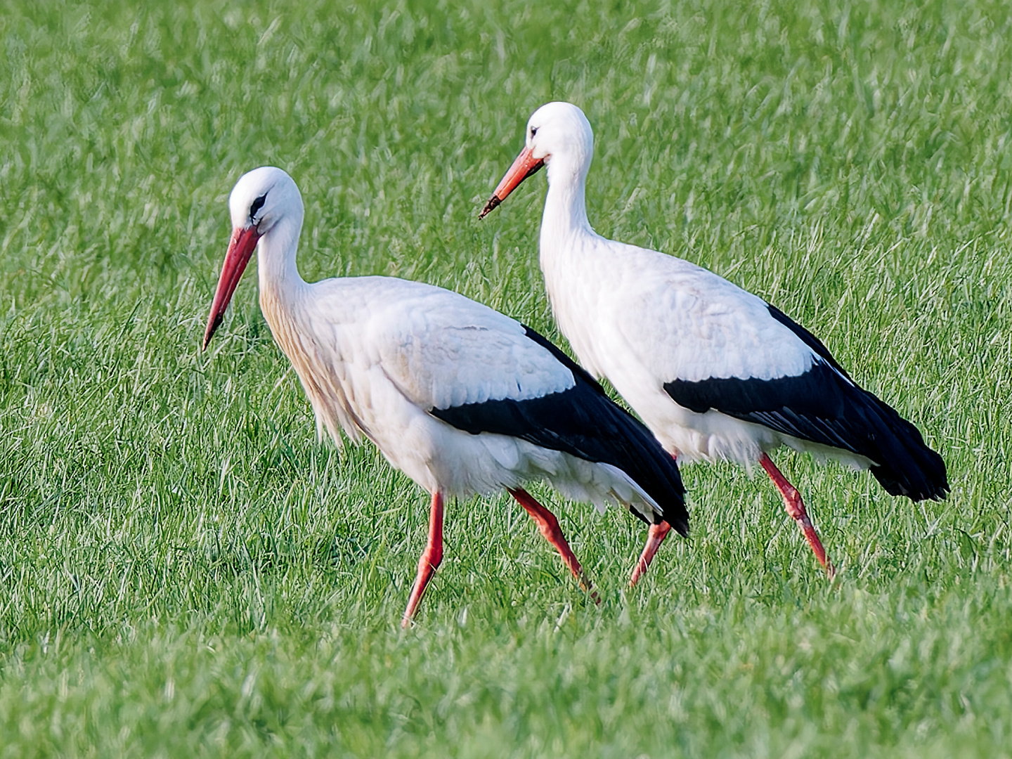 51+ Storch Vorgarten, Si vous n&#039;avez jamais goûté la cuisine