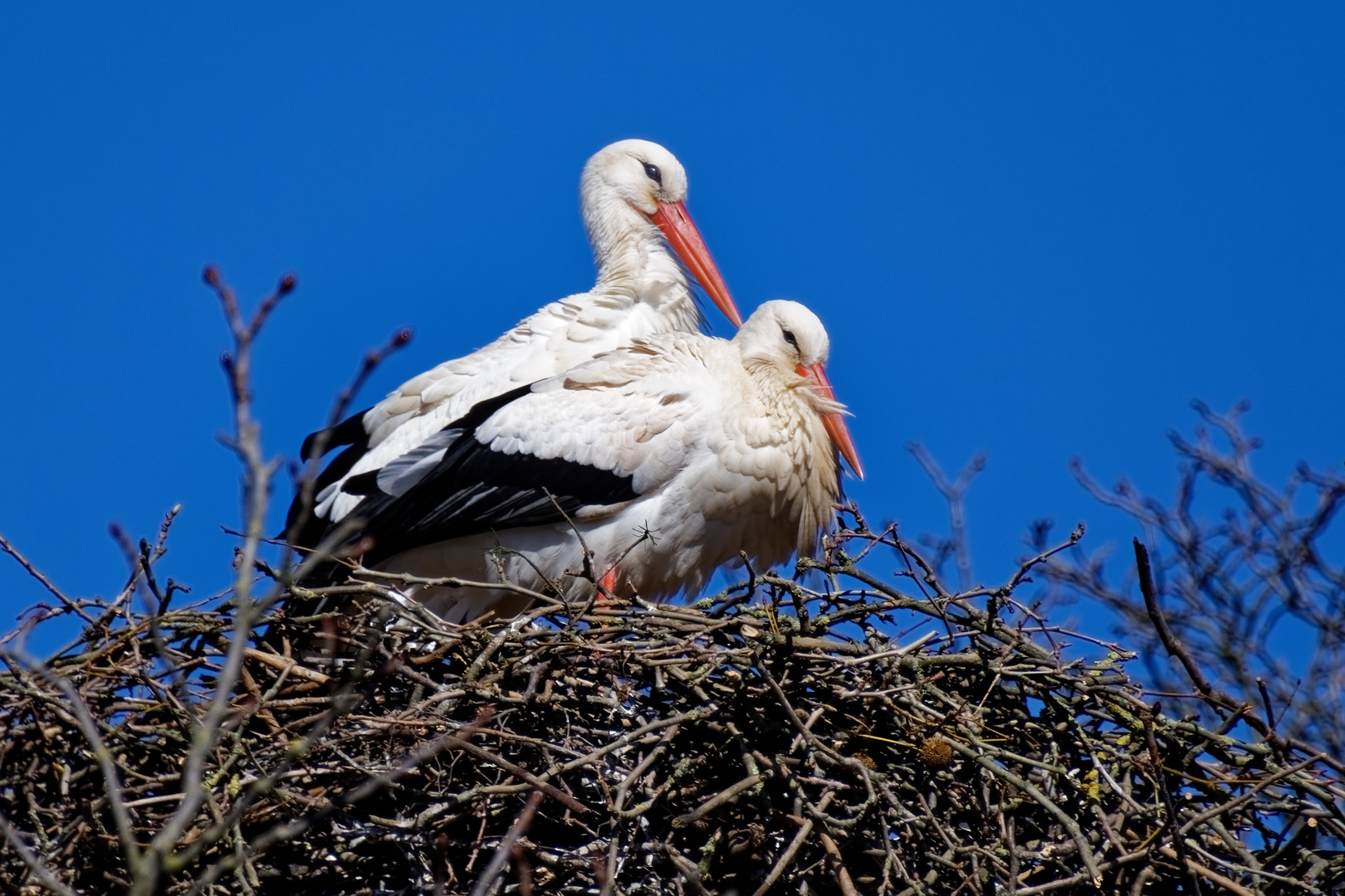 Störche Foto & Bild tiere, wildlife, wild lebende vögel Bilder auf