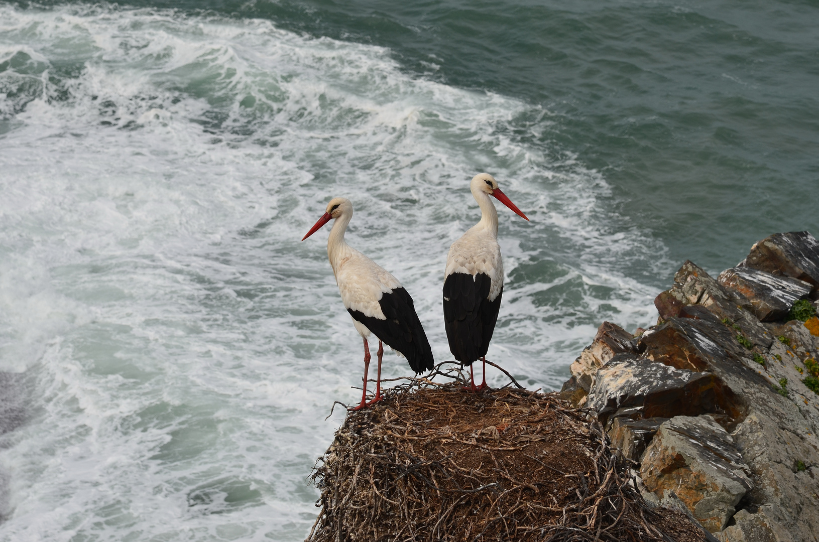 Störche am Cabo Sardao