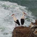 Störche am Cabo Sardao