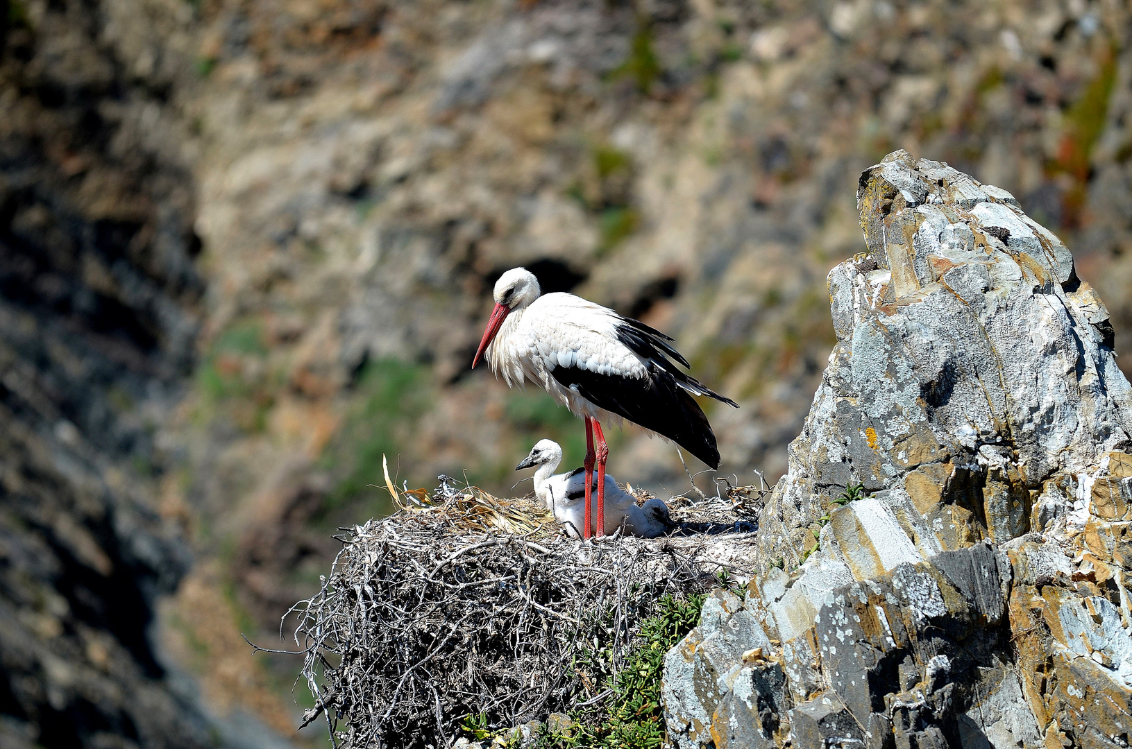 Störche am Cabo Sardao.4