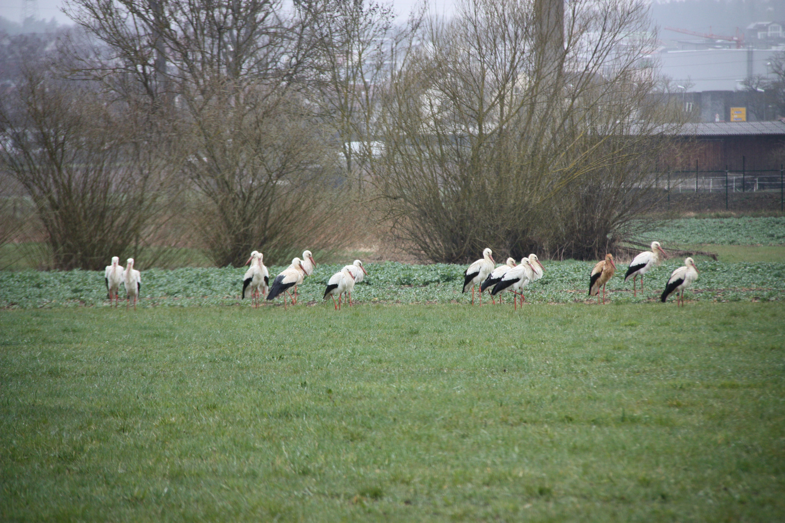 Störche am Ostersonntag