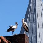 Störche an der Kirche..