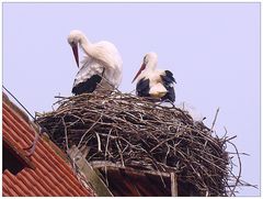 Störche auf dem Gotteshaus