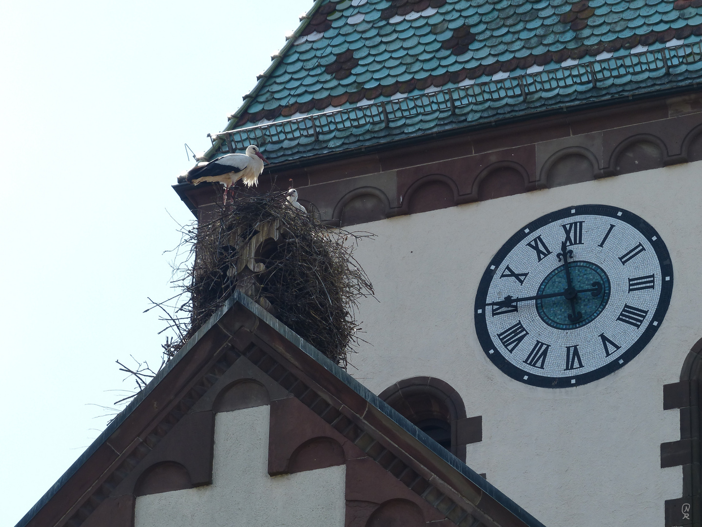 Störche auf dem Kirchendach