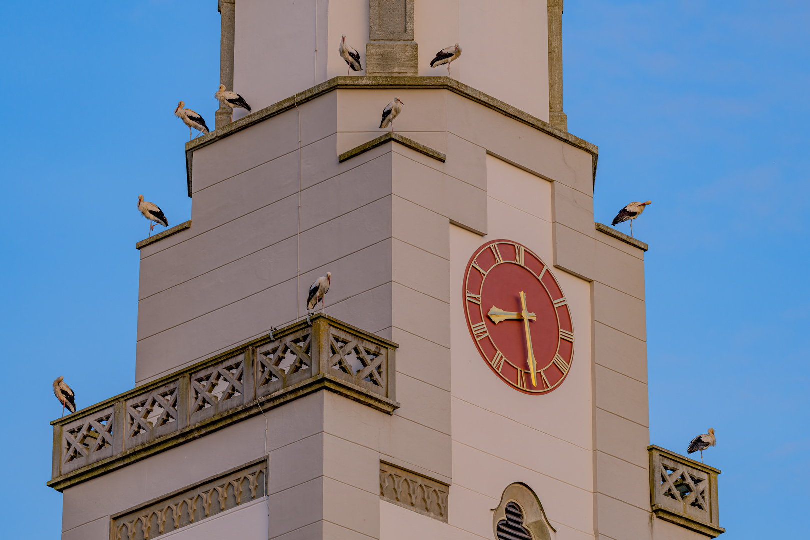 Störche auf dem Kirchturm