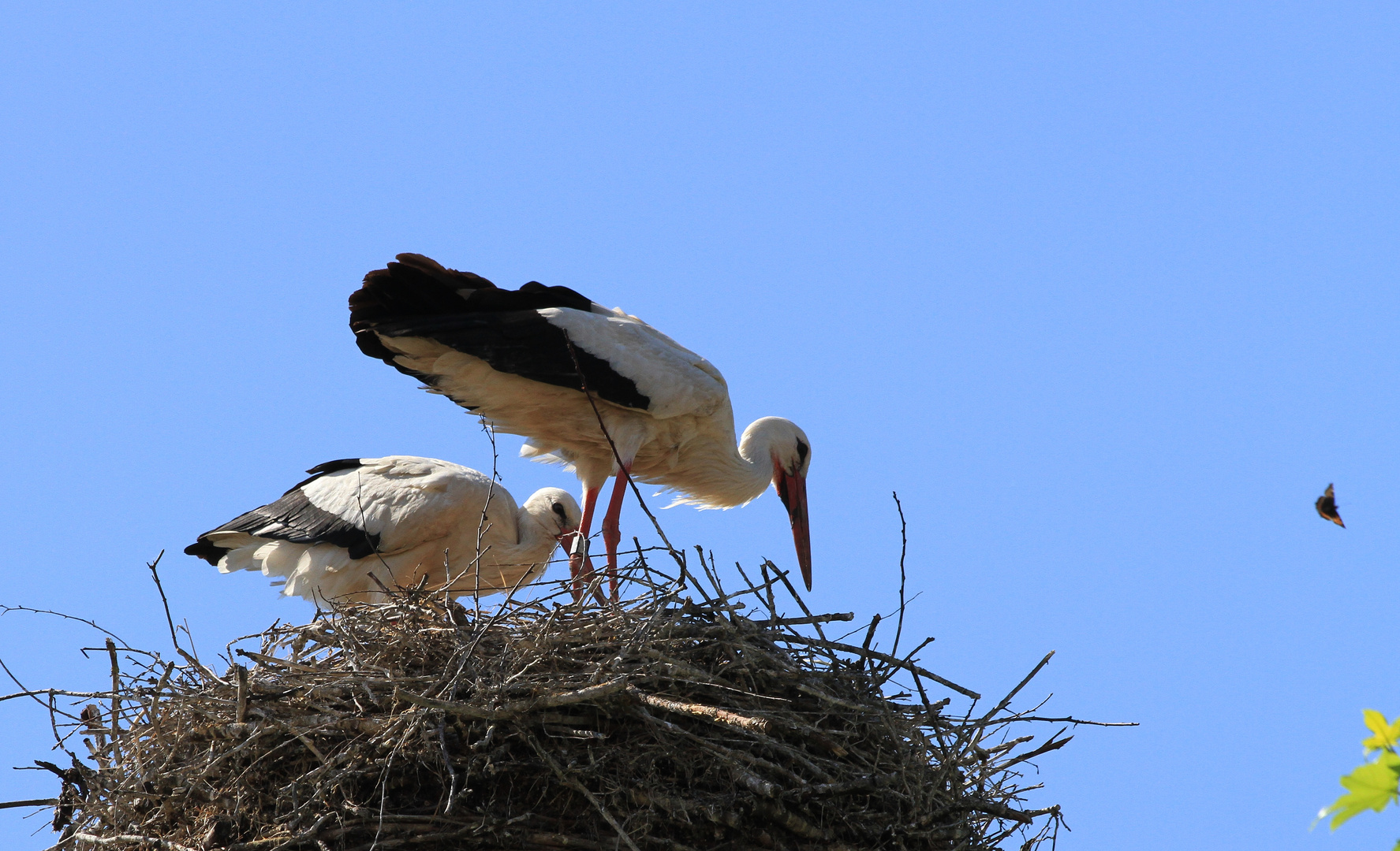 Störche auf dem Nest