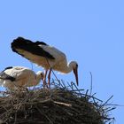 Störche auf dem Nest