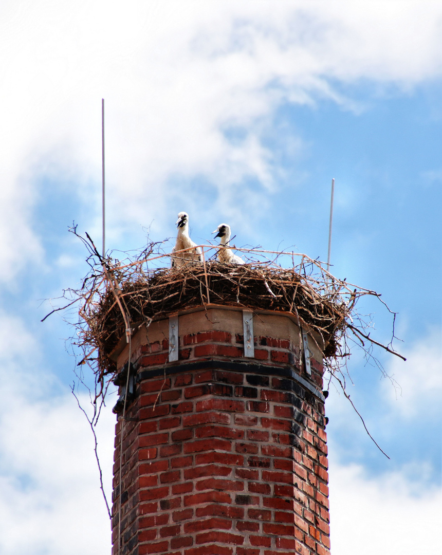 Störche auf dem Schornstein