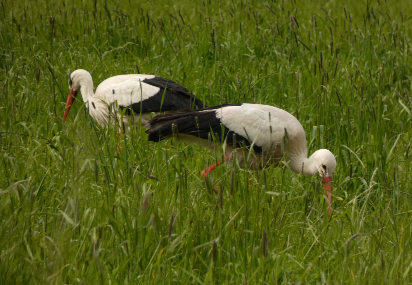 Störche auf einer Wiese in der Hammer Lippeaue.