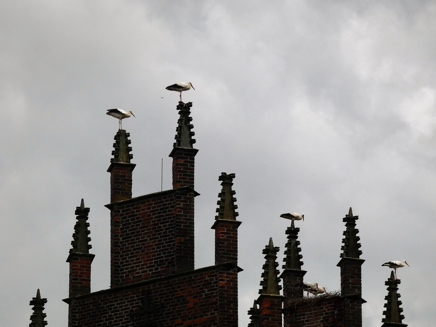 Störche auf Schloss Heessen