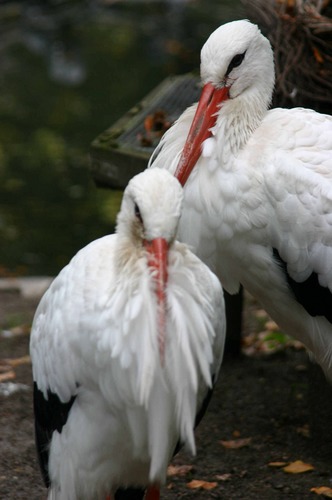 Störche aus dem Ruhr-ZOO