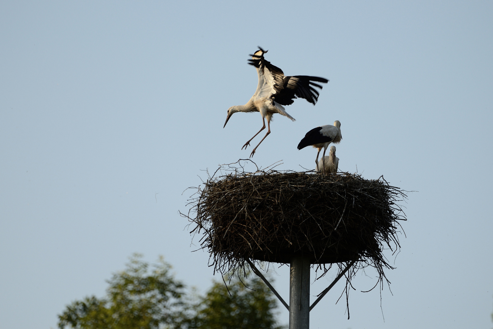 Störche aus Edertal, Flugversuche