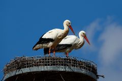 Störche bei Biebesheim (IV) - Traute Zweisamkeit