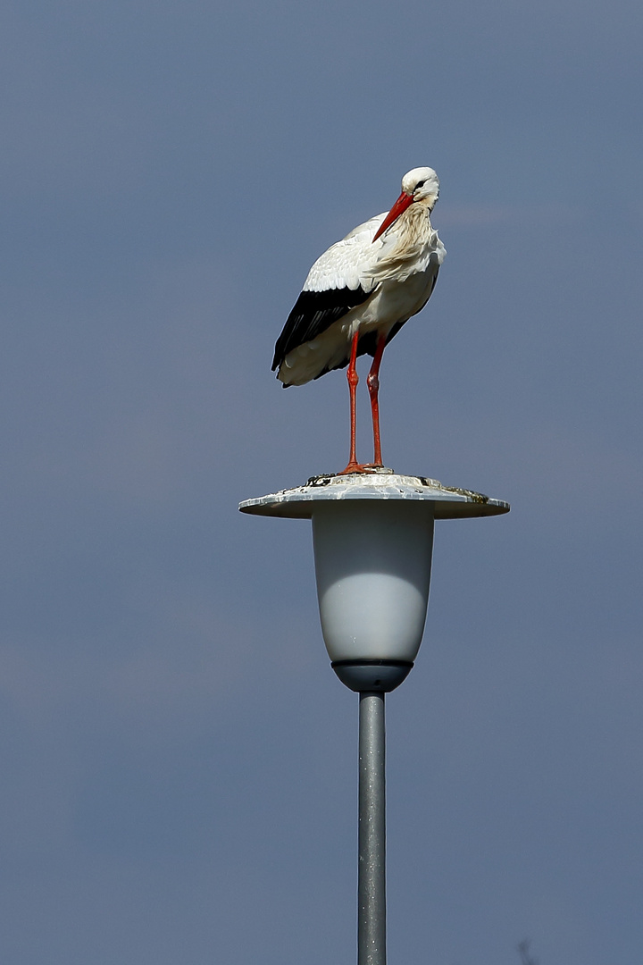 Störche bei Biebesheim (V)