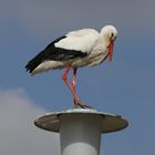 Störche bei Biebesheim (VI)