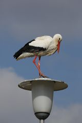 Störche bei Biebesheim (VI)