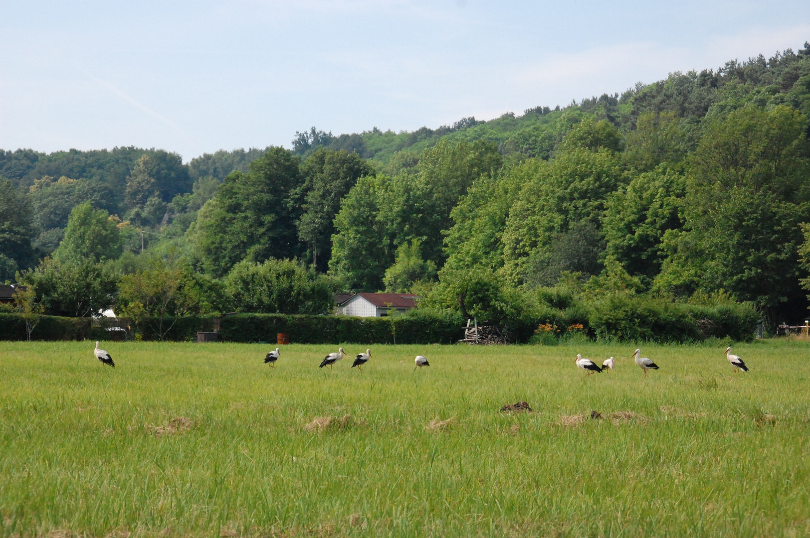 Störche bei der Nahrungsaufnahme