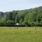 Störche bei der Nahrungsaufnahme