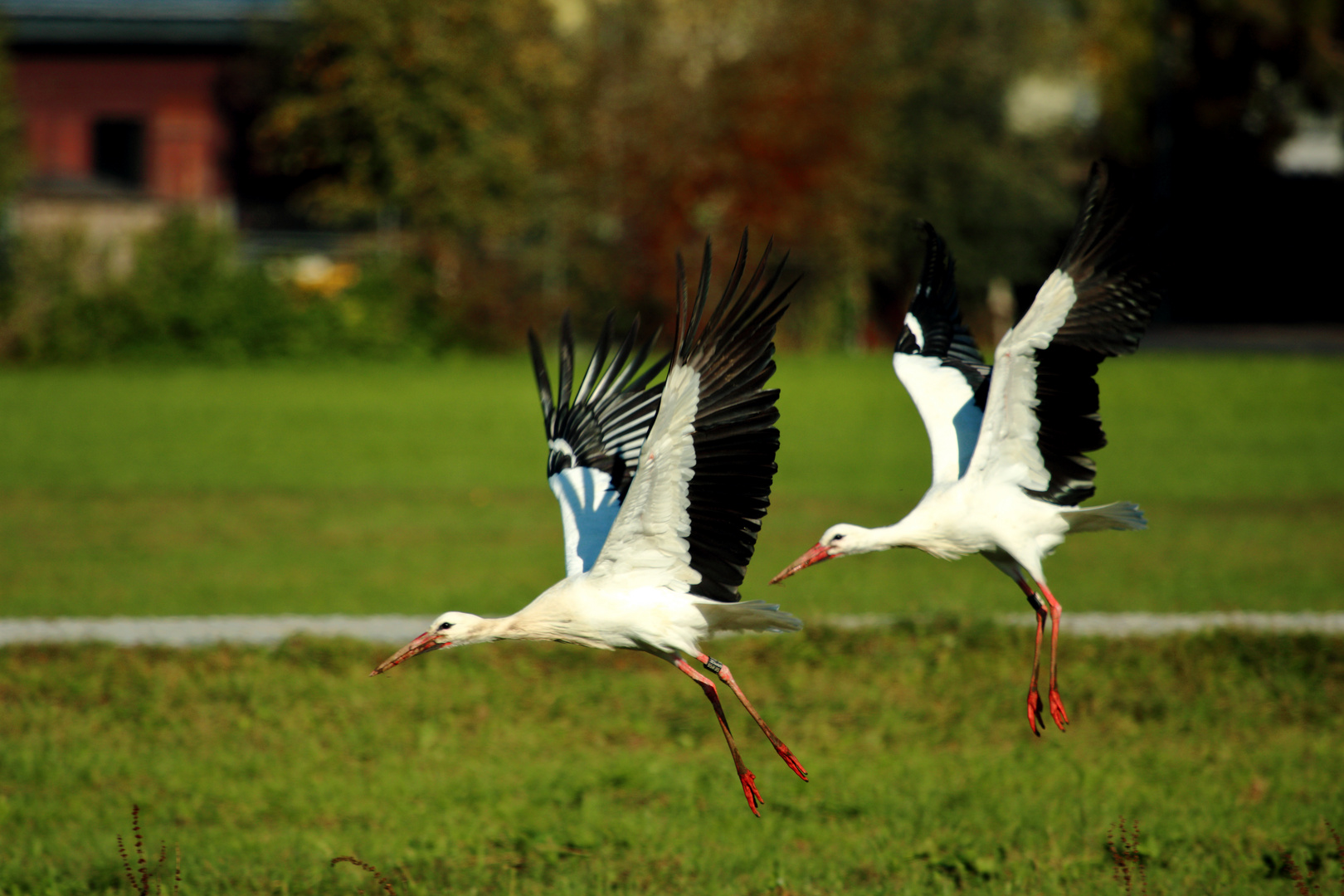 Störche beim Abflug