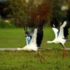 Störche beim Abflug