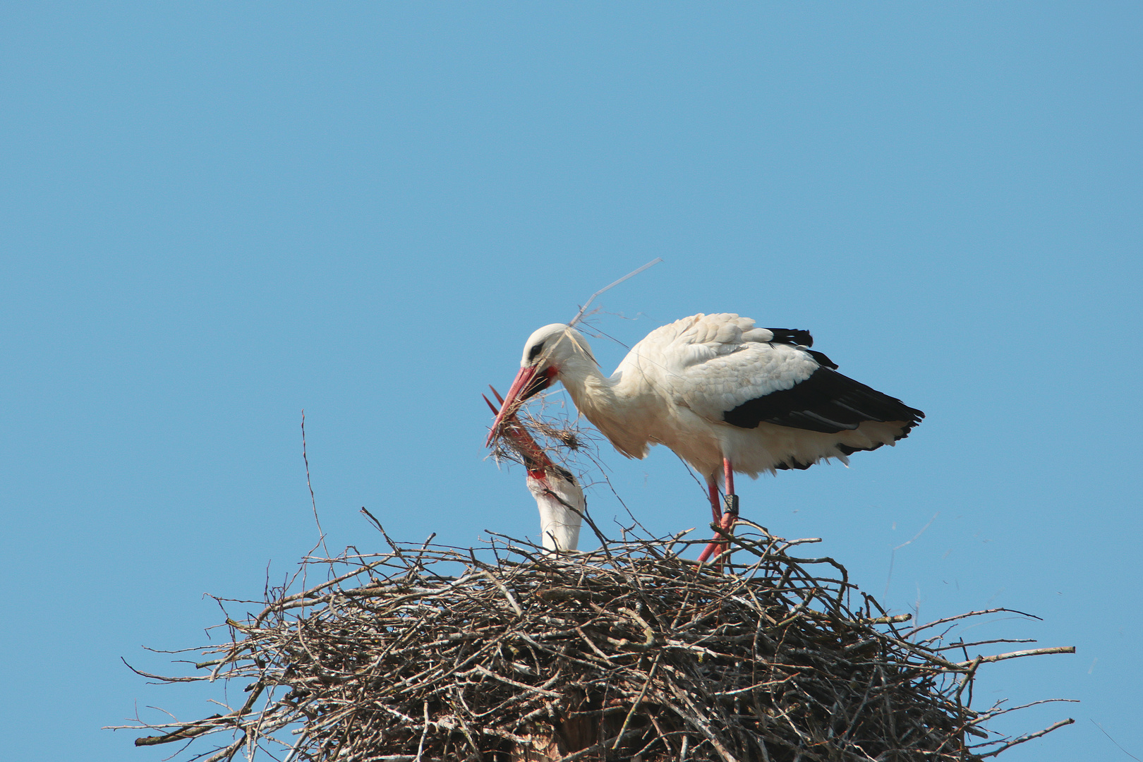 Störche beim Nestbau 1