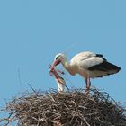 Störche beim Nestbau 1