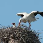 Störche beim Nestbau 2