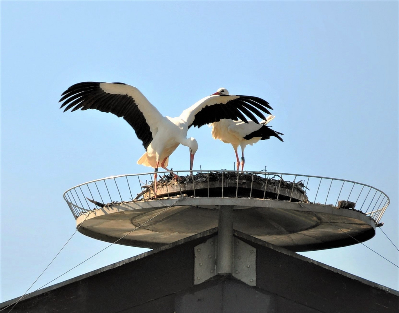 Störche beim Nestbau