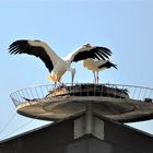 Störche beim Nestbau