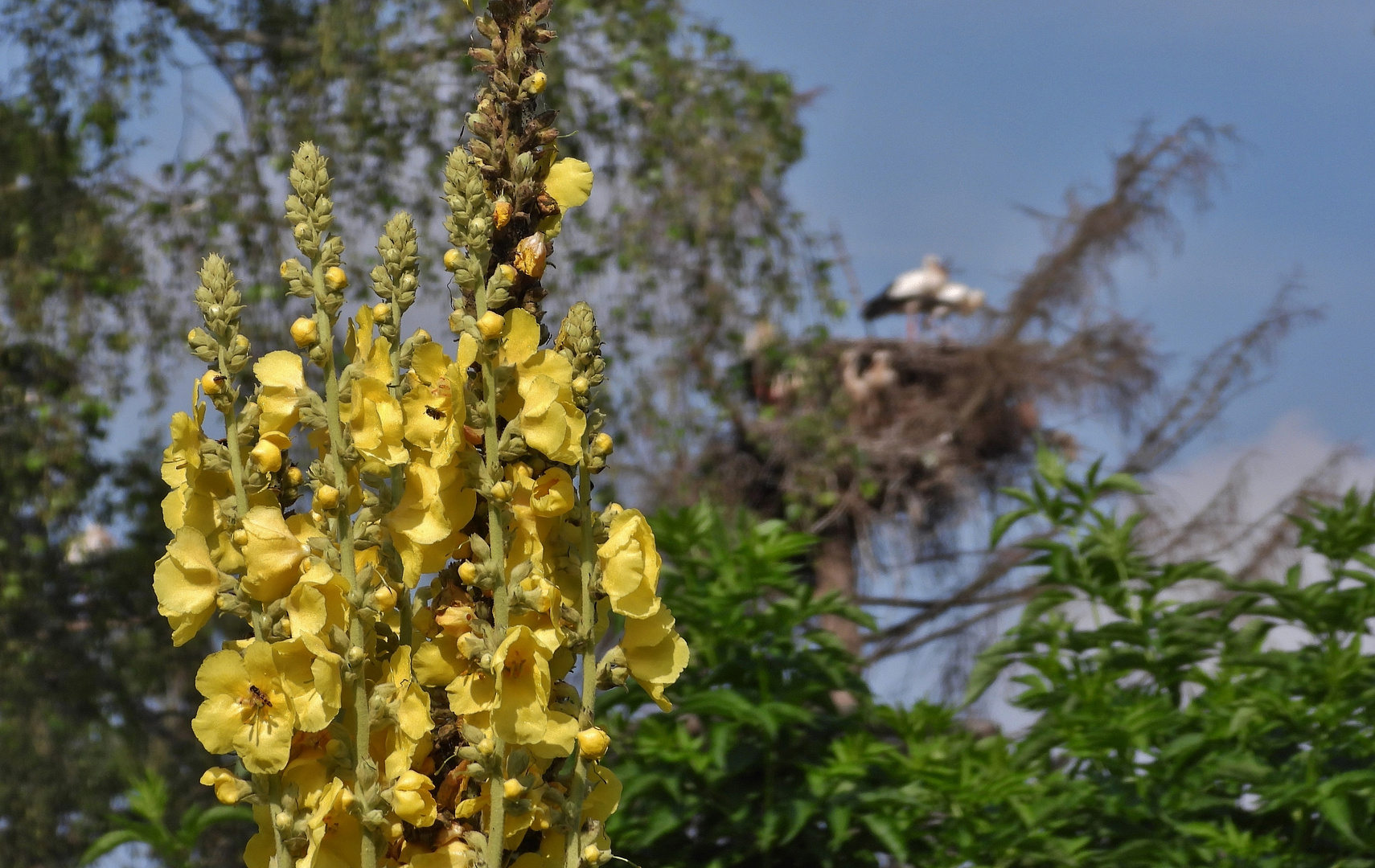 Störche & Blüten_04