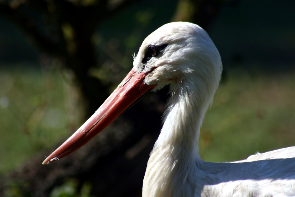 Störche (Ciconiidae), Schreitvögel (Ciconiiformes)