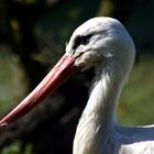 Störche (Ciconiidae), Schreitvögel (Ciconiiformes)