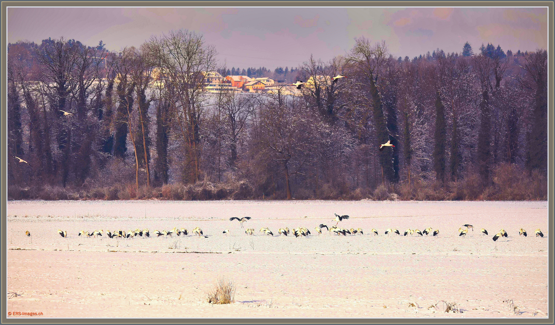 Störche, Flachsee, Rottenschwil 2024-01-20 018-V ©