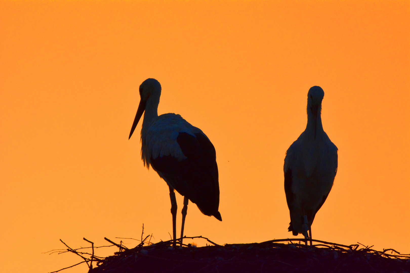 Störche im Abendrot