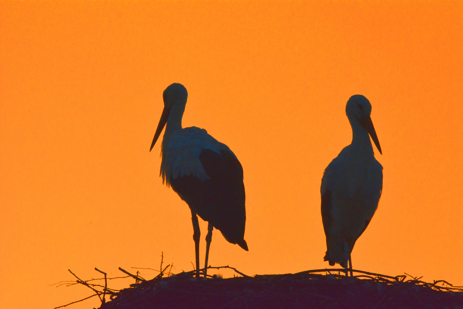 Störche im Abendrot